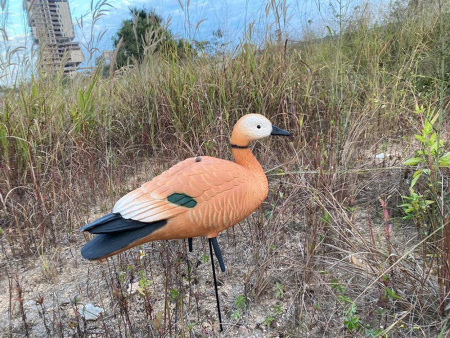 Огарь утка Elite 3D Ruddy Duck, комплект 10 шт (8+2) мягкий пластик купить в магазине Хантингарт