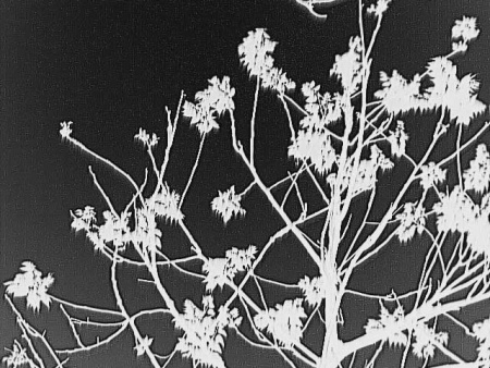 Тепловизионный монокуляр TK421 купить в интернет-магазине ХантингАрт