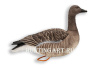 Гусь Гуменник Avian-Mix Elite 3D, комплект 6шт купить в интернет-магазине ХантингАрт