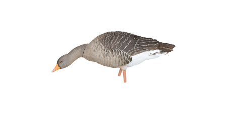 Комплект Avian-X из 6 полноразмерных чучел серого гуся купить в интернет-магазине ХантингАрт