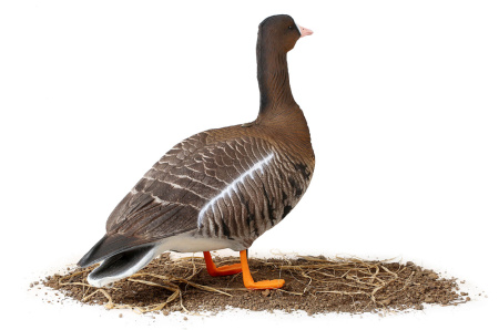 Чучела Белолобого гуся North Way Softplast Альфа, 6 штук (3 кормящихся,1 сторож,2 отдыхающих) купить в интернет-магазине ХантингАрт