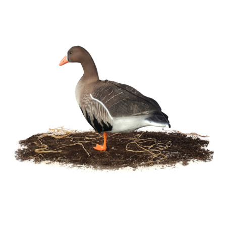 Комплект из 10 сминаемых чучел Белолобого гуся North Way Антиблик (6 кормящихся+1 отдыхающий+1 активный+2 сторожевых) купить в интернет-магазине ХантингАрт