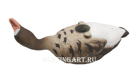 Чучела Белолобого гуся полнокорпусные, 6 шт (4 кормящихся, 2 активных) купить в интернет-магазине ХантингАрт