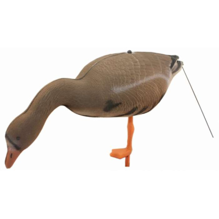 Чучело FGS гусь Белолобый (кормящийся, нефлоковый) купить в интернет-магазине ХантингАрт
