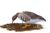 Комплект из 10 сминаемых чучел Белолобого гуся (6 кормящихся+2 отдыхающих+2 сторожевых) North Way SuperXPE 3D (Антиблик) купить в интернет-магазине ХантингАрт