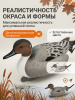Чучело шилохвость (селезень), комплект 6шт купить в магазине Хантингарт