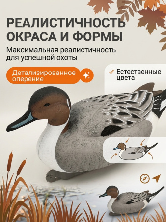 Чучело шилохвость (селезень), комплект 6шт купить в магазине Хантингарт