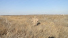 Маскировочная накидка Друид купить в инетрнет-магазине ХантингАрт