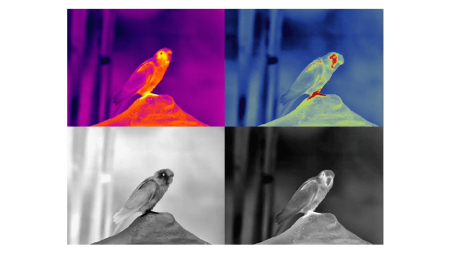 Тепловизионный бинокуляр Guide TN650 купить в интернет-магазине ХантингАрт