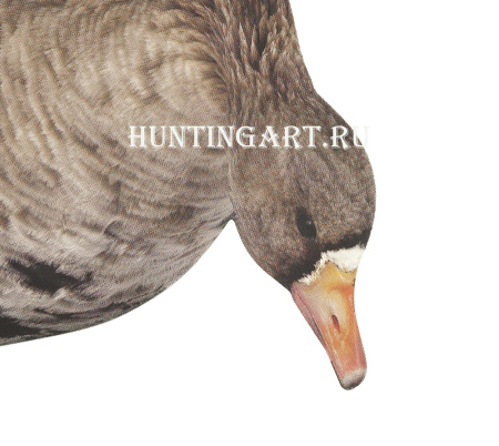 Комплект фотореалистичных профилей белолобого гуся 12 штук+сумка купить в интернет-магазине ХантингАрт