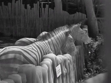 Тепловизионный бинокуляр Guide TN650 купить в интернет-магазине ХантингАрт