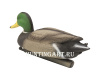 Чучело кряквы плавающей, селезень, Birdland купить в магазине Хантингарт