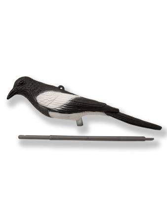 Чучело сороки купить в интернет-магазине ХантингАрт