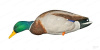 Комплект Avian-X AXP Full Body Mallards из 6 шт полноразмерных чучел кряквы, для высадки на сушу купить в магазине Хантингарт
