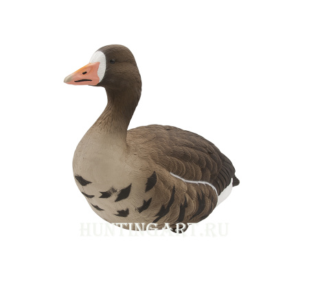 Чучела Белолобого гуся полнокорпусные, 6 шт (4 кормящихся, 2 активных) купить в интернет-магазине ХантингАрт
