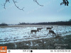 Камера Bushnell Trophy Cam HD Essential, 3,5-12 Мп купить в интернет-магазине ХантингАрт