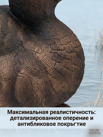 Чучело красноголовый нырок (утка), комплект 6шт купить в магазине Хантингарт