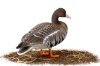 Чучела Белолобого гуся North Way Softplast Альфа, 6 штук (3 кормящихся,1 сторож,2 отдыхающих) купить в интернет-магазине ХантингАрт
