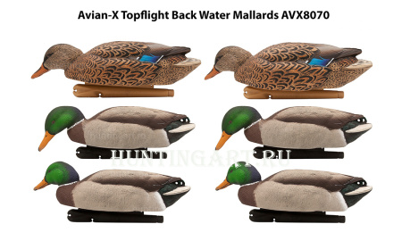 Комплект Avian-X Topflight Back Water Mallards из 6 кормящихся чучел кряквы (4 селезня/2 утки) купить в магазине Хантингарт