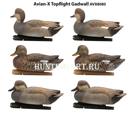 Комплект Avian-X Topflight Gadwall из 6 чучел серой утки (4 селезня/2 утка) купить в магазине Хантингарт