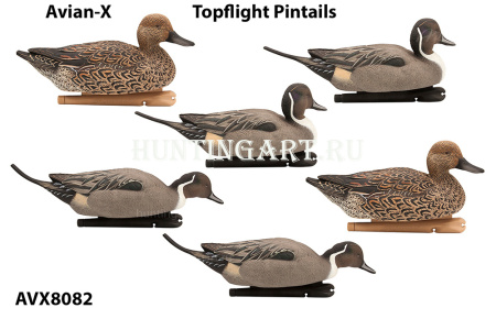 Комплект Avian-X Topflight Pintails из 6 шт (4 селезня/2 утки) чучел Шилохвости купить в магазине Хантингарт